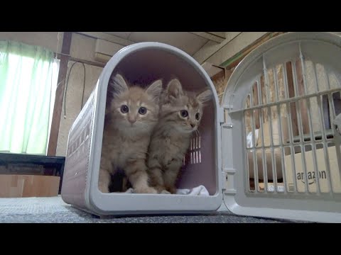 ワクチン接種へ行く車が不安な子猫(YouTube)