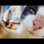 倉庫の軒先に猫がゴロゴロ転がってる光景が幸せすぎた…！(YouTube)