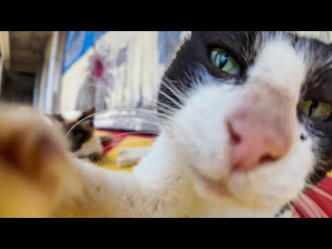 倉庫の軒先に猫がゴロゴロ転がってる光景が幸せすぎた…！(YouTube)