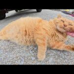 漁港のあちらこちらに可愛い猫が落ちていた！(YouTube)