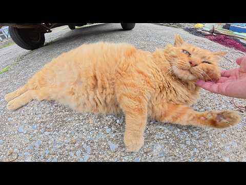漁港のあちらこちらに可愛い猫が落ちていた！(YouTube)