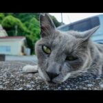鳩みたいな猫現る!? 甘えん坊すぎてナデナデ→ちゅーる爆食い！(YouTube)