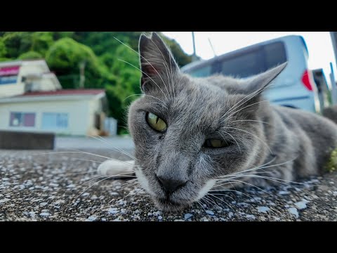 鳩みたいな猫現る!? 甘えん坊すぎてナデナデ→ちゅーる爆食い！(YouTube)