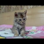 起きていたい子猫が力尽きるまで【最後にご報告】(YouTube)