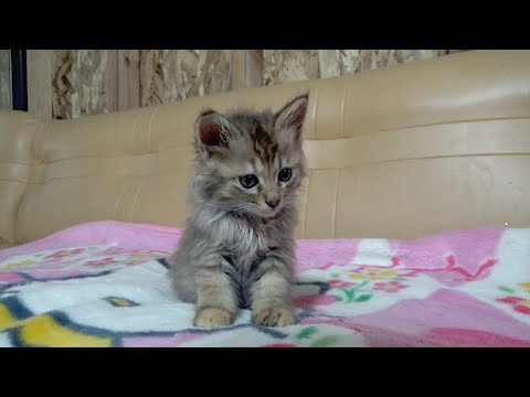起きていたい子猫が力尽きるまで【最後にご報告】(YouTube)