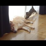 お昼寝中の柴犬に突然の悲劇‥『まさか』の出来事が。(YouTube)