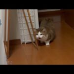 子猫にシャーと言ってた秀吉が徐々に子猫に心を開くまで(YouTube)