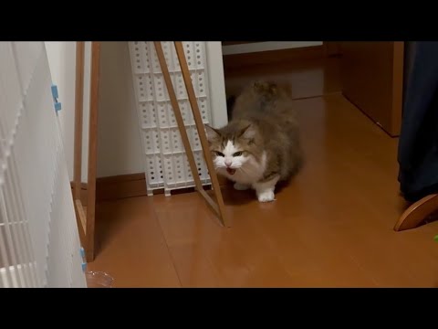 子猫にシャーと言ってた秀吉が徐々に子猫に心を開くまで(YouTube)