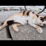 漁港をパトロール中の猫達がコテンと寝転がってモフらせてくれた(YouTube)