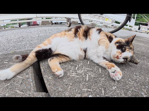 漁港をパトロール中の猫達がコテンと寝転がってモフらせてくれた(YouTube)