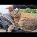 丸顔のキジトラ猫がリュックを枕にしてイビキをかいて眠る(YouTube)