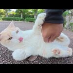 ミルクティー猫が人間の手を掴んでペロペロと舐めてきた(YouTube)