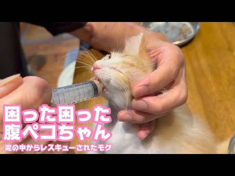 困った困った腹ペコちゃん  泥の中からレスキューされたモグ   2025 06 19 1(YouTube)