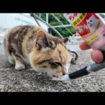 【癒し注意】バイク置き場に来た三毛猫にちゅ～るをあげてみた結果(YouTube)