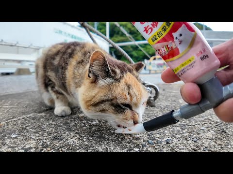 【癒し注意】バイク置き場に来た三毛猫にちゅ～るをあげてみた結果(YouTube)