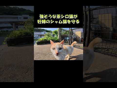 強そうな茶シロ猫が妊婦のシャム猫を守る #猫 #ネコ #cat(YouTube)