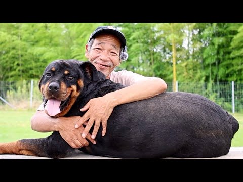 【ドッグトレーニング】スキルアップはコレやってください！(YouTube)