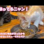 アタチ頑張ってるニャン！  食べられない理由が分ったかもです  泥の中からレスキューされたモグ  2025 06 26 1(YouTube)