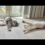 日向ぼっこが気持ち良すぎて窓際でバンザイしてた猫が可愛すぎましたw(YouTube)