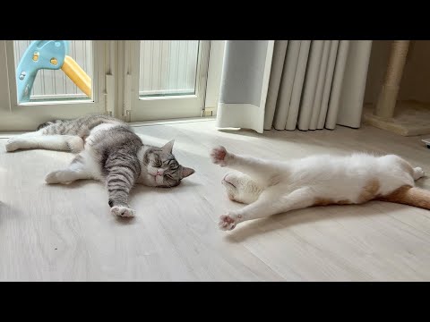 日向ぼっこが気持ち良すぎて窓際でバンザイしてた猫が可愛すぎましたw(YouTube)