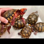 新入荷生体がヤバイ(YouTube)