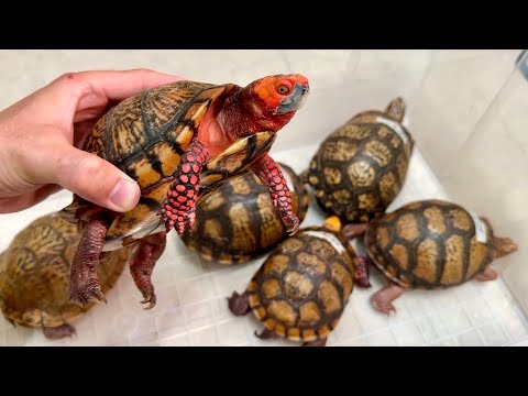 新入荷生体がヤバイ(YouTube)