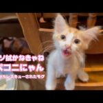 鼻クソ付けてるけど腹ペコにゃん  泥の中からレスキューされたモグ  2025 06 25 1(YouTube)