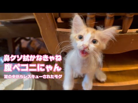 鼻クソ付けてるけど腹ペコにゃん  泥の中からレスキューされたモグ  2025 06 25 1(YouTube)