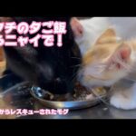 アタチの夕ご飯取らニャイで！ 泥の中からレスキューされたモグ   2025 06 26 2(YouTube)