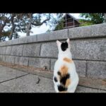 猫には何か見えるの?遠くの何かが気になる三毛猫ちゃん(YouTube)