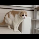 夜中に急に猫が全身の毛を逆立てて何かに怯え始めたと思ったら…(YouTube)