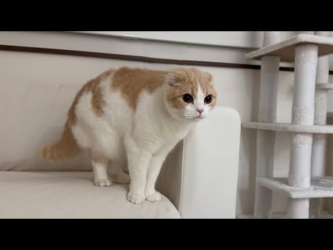 夜中に急に猫が全身の毛を逆立てて何かに怯え始めたと思ったら…(YouTube)