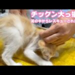 チックン大っ嫌い  泥の中からレスキューされたモグ 2025 06 17 3(YouTube)