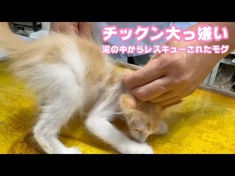 チックン大っ嫌い  泥の中からレスキューされたモグ 2025 06 17 3(YouTube)