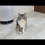 ゴミで遊んでたら髭にくっついて取れなくなった猫がこうなってました笑(YouTube)
