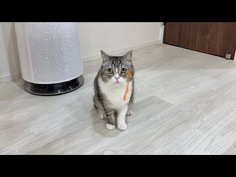 ゴミで遊んでたら髭にくっついて取れなくなった猫がこうなってました笑(YouTube)