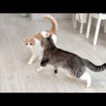 弟と遊びたくて四六時中ストーカーしてたらついに嫌われてこうなっちゃいました…(YouTube)