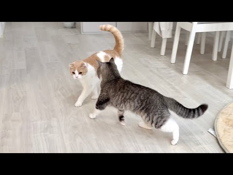 弟と遊びたくて四六時中ストーカーしてたらついに嫌われてこうなっちゃいました…(YouTube)
