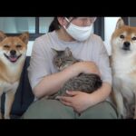 手術を乗り越えた柴犬‥猫を見る表情が母親そのものだった。(YouTube)