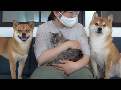 手術を乗り越えた柴犬‥猫を見る表情が母親そのものだった。(YouTube)