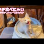 アタチ食べにゃい  泥の中からレスキューされたモグ   2025 06 16 2(YouTube)