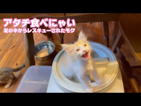 アタチ食べにゃい  泥の中からレスキューされたモグ   2025 06 16 2(YouTube)
