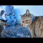 「コラ、そこはオレのシマだ！」路地裏でちゅーるもらってた猫、ヤクザ猫に詰められる💢(YouTube)