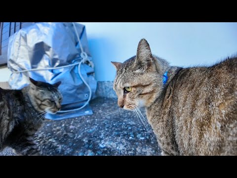「コラ、そこはオレのシマだ！」路地裏でちゅーるもらってた猫、ヤクザ猫に詰められる💢(YouTube)