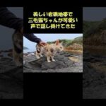美しい岩礁地帯で三毛猫ちゃんが可愛い声で話し掛けてきた #猫 #ネコ #cat(YouTube)
