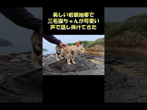 美しい岩礁地帯で三毛猫ちゃんが可愛い声で話し掛けてきた #猫 #ネコ #cat(YouTube)