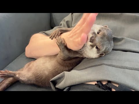 簡単に人間に捕まってしまうカワウソ Otter easily caught by humans(YouTube)