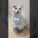 チロさんが小さいカゴに入ってましたw #shorts(YouTube)