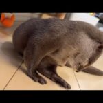 かくれんぼしつつリラックスしているカワウソ Otter relaxing while playing hide-and-seek(YouTube)
