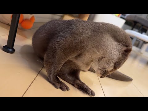 かくれんぼしつつリラックスしているカワウソ Otter relaxing while playing hide-and-seek(YouTube)